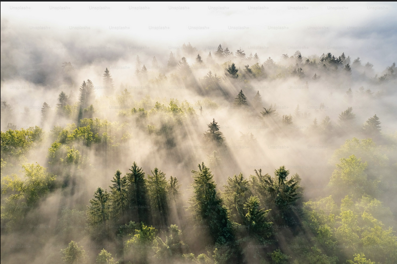 Fog