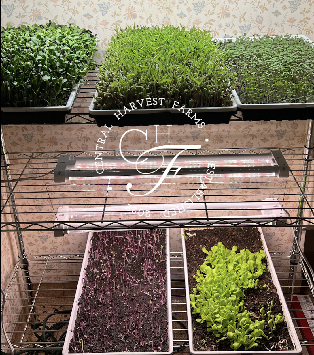 Microgreens